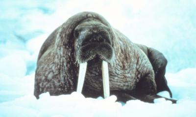 wikimedia, NOAA, Public Domain